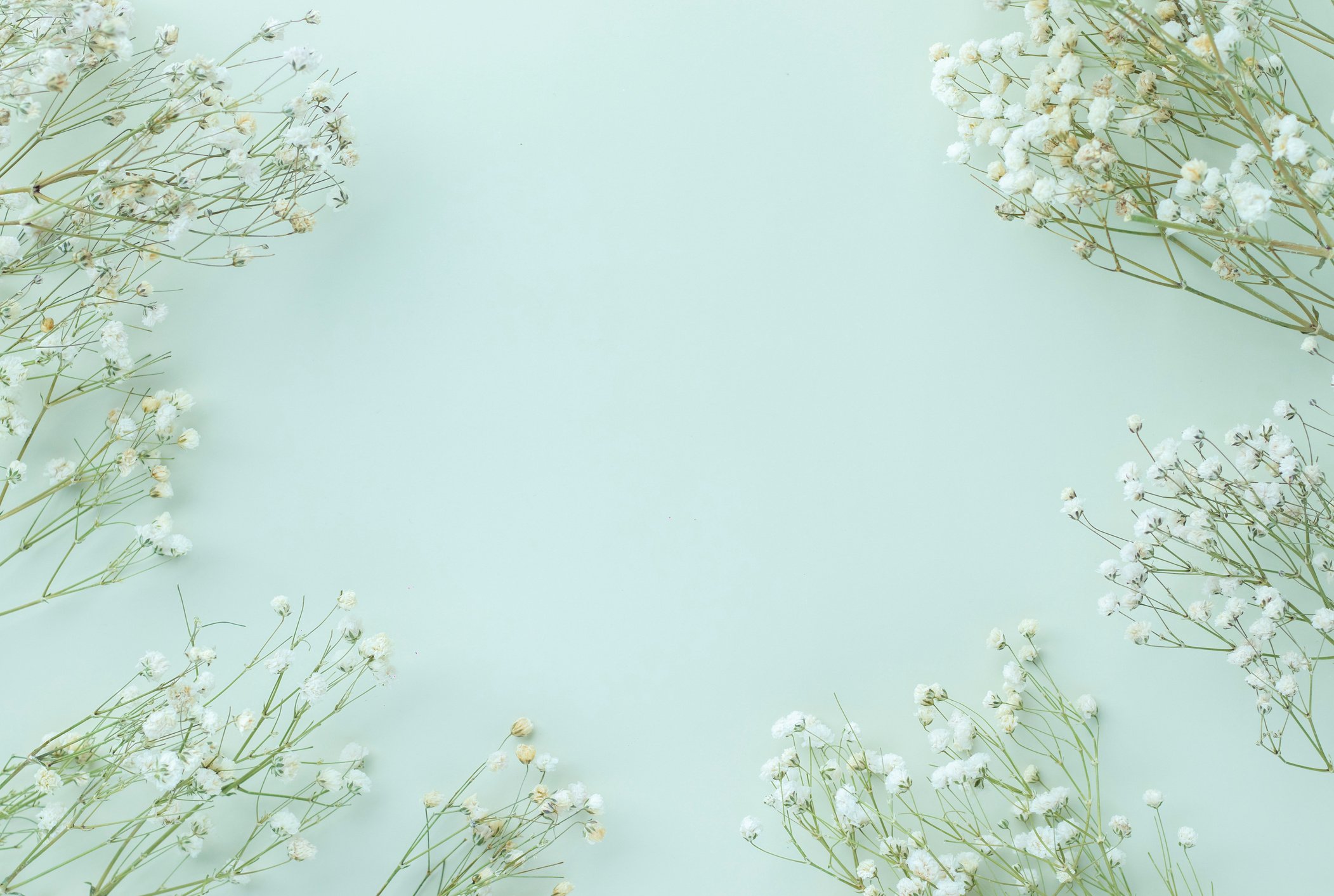 Gypsophila Flowers on Green Pastel Background, Minimalism, Sprin